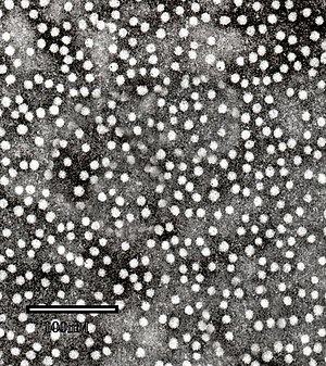 Hbsag: Ein Antigen