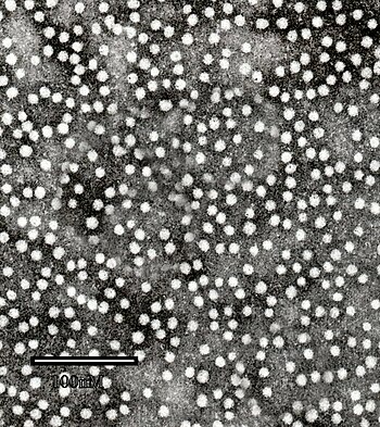 English: Hepatitis B virus surface antigen. Tr...