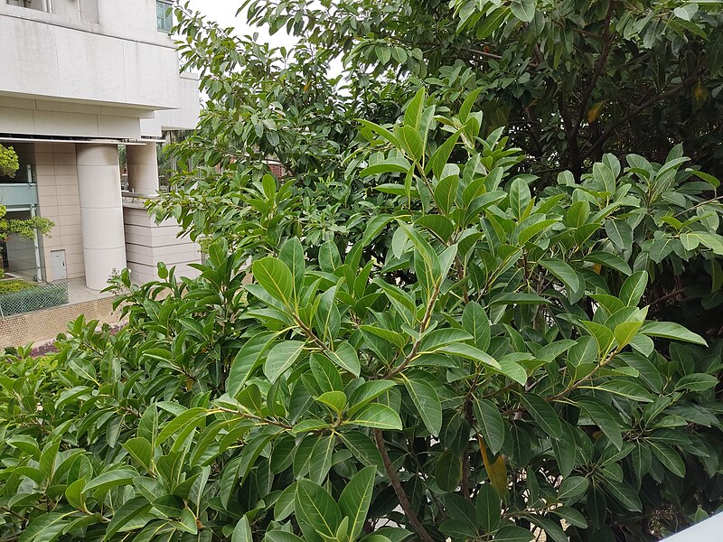 File:HK 東涌 Tung Chung 文東路 Man Tung Road 藍天海岸 Coastal Skyline footbridge 行人通道 passageway green leaves March 2022 Px3 01.jpg