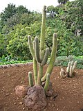 Haageocereus versicolor (Madeira).jpg