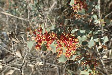 Hakea pritzelii flowers.jpg