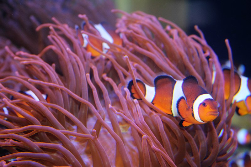 File:Hal - Amphiprion percula - 7.jpg