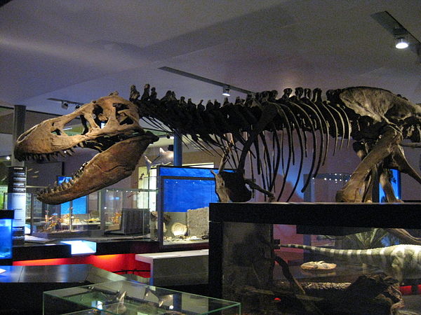 T-Rex in dinosaur hall.