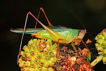 Handsome Meadow Katydid (Orchelimum pulchellum) Handsome Meadow Katydid - Orchelimum pulchellum, Leesylvania State Park, Woodbridge, Virginia - 29826482635.jpg