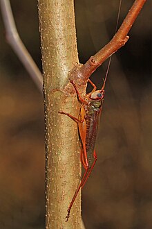 Handsome meadow katydid, Orchelimum pulchellum Handsome Meadow Katydid - Orchellimum pulchellum, Colchester Park, Mason Neck, Virginia.jpg