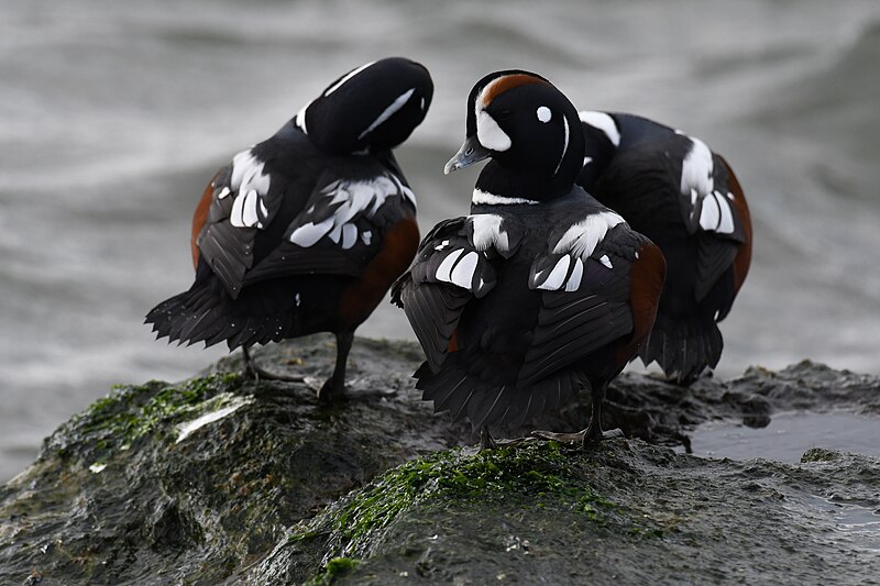 File:Harlequin duck barnegat 11.28.20 DSC 7619.jpg