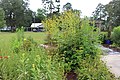 Havana Butterfly Garden, Black-eyed Susan tall