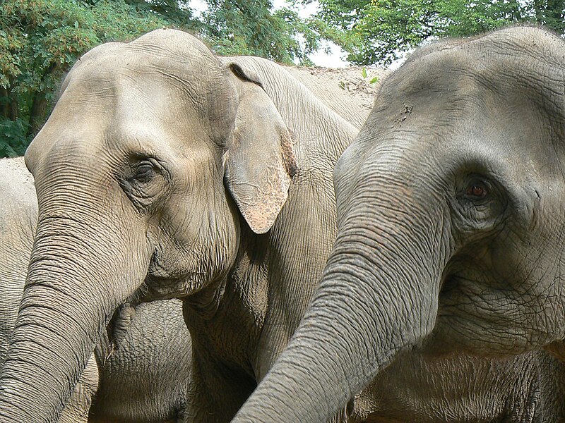 File:Heads Elephas maximus zoo hamburg.JPG