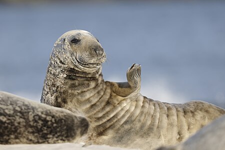 Kegelrobbe (Halichoerus grypus) auf Helgoland Foto: NicoHH04