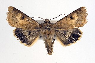 <i>Helicoverpa titicacae</i> Species of moth