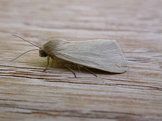 <i>Heliocheilus moribunda</i> Species of moth