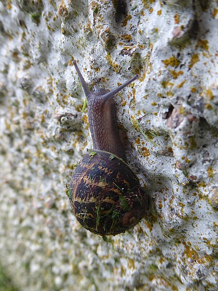 File:Helix aspersa Ullapool 01.jpg