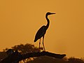 Thumbnail for File:Heron melanocephale at sunset.jpg