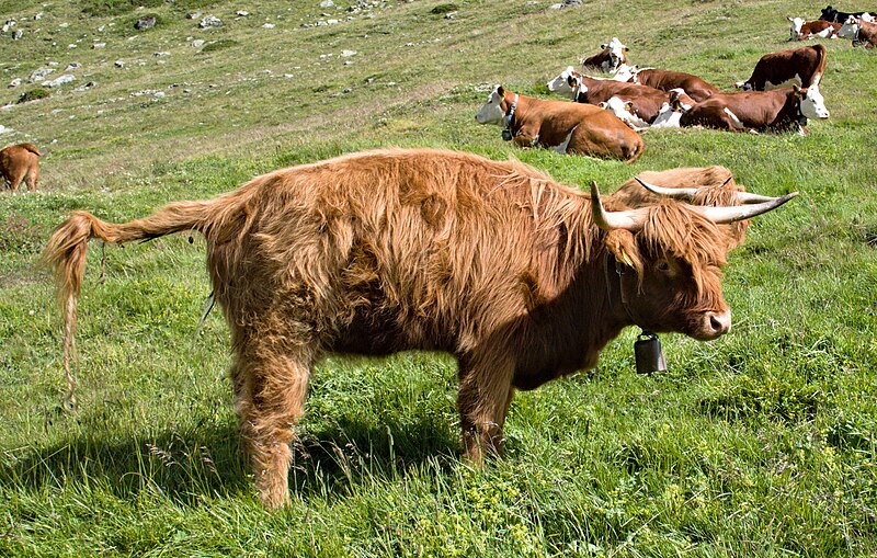 File:Highland cattle in Val Languard.jpg