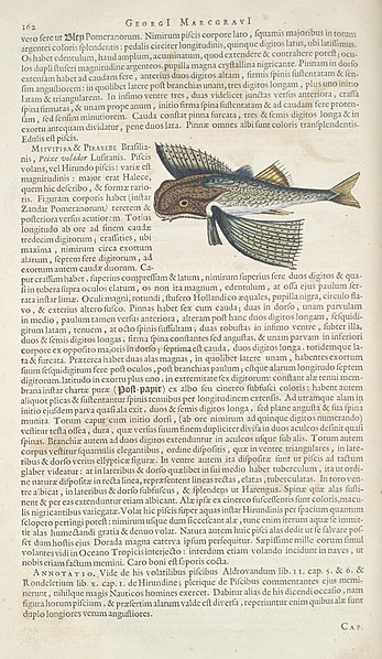 File:Historia naturalis Brasiliae (Page 162) BHL289255.jpg