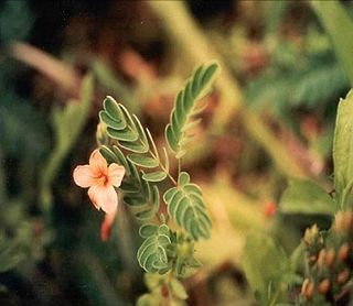 <i>Hoffmannseggia tenella</i> species of plant