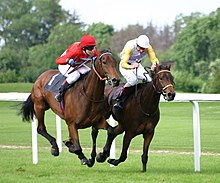 Twee paarden racen langs een grasrenbaan, de paarden staan ​​zij aan zij met beide jockeys die de paarden sneller aansporen.