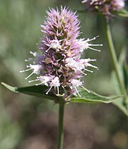 Agastache urticifolia, High Trail