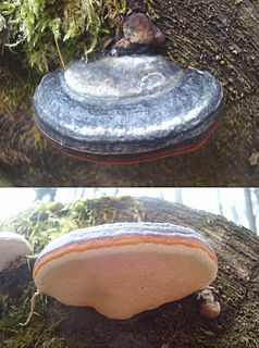 <i>Fomitopsis rosea</i> type of fungus