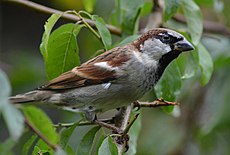 House Sparrow on natural perch (10612354014).jpg