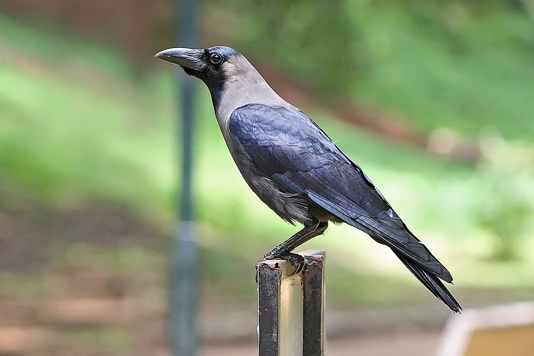 गाव कावळा