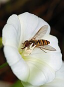 Episyrphus balteatus (Syrphidae)