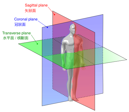人体解剖学方位 Wikiwand