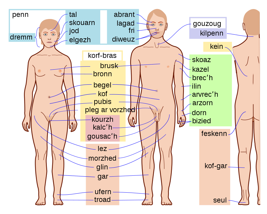 Download File:Human body features-br.svg - Wikimedia Commons