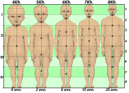 Human development neoteny body and head proportions pedomorphy maturation aging growth - improved.svg