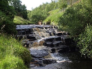 <span class="mw-page-title-main">Hunder Beck Juniper</span>