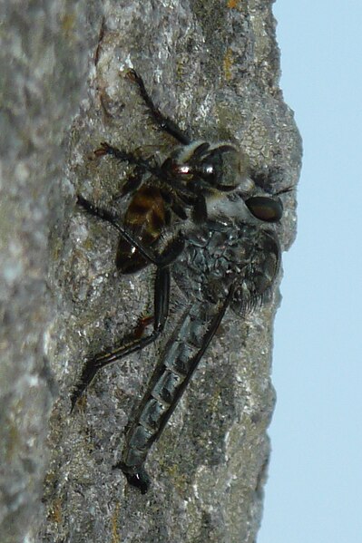 File:Hunting wasp 1280374 cr.jpg