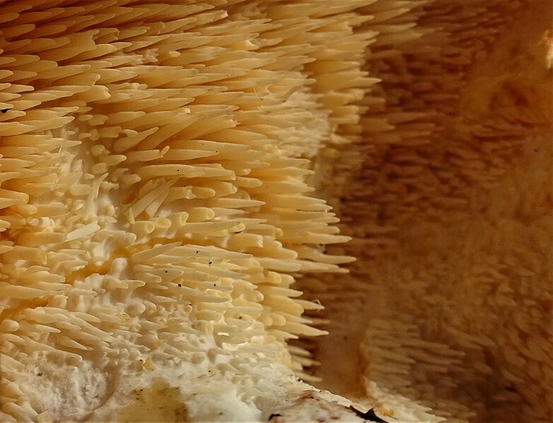 File:Hydnum repandum - Hedgehog Fungus spore bearing spines.jpg