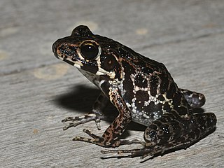 <i>Hylarana baramica</i> species of amphibian