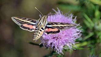 White-lined sphinx moth Hyles lineata - White-lined Sphinx Moth (9779272416).jpg