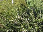 Hymenanthera crassifolia2. jpg