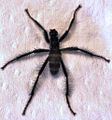 Icaridion nasutum, un Coelopidae