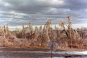 Ice Storm covered power lines and damaged trees