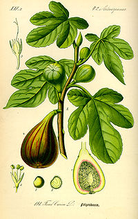 Illustration_Ficus_carica0.jpg