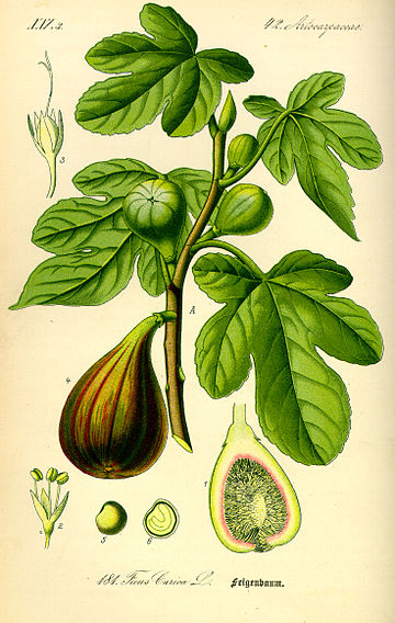 File:Illustration Ficus carica0.jpg