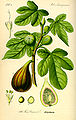 Moraceae[1]