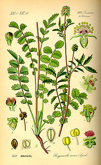 Illustration_Sanguisorba_minor0.jpg