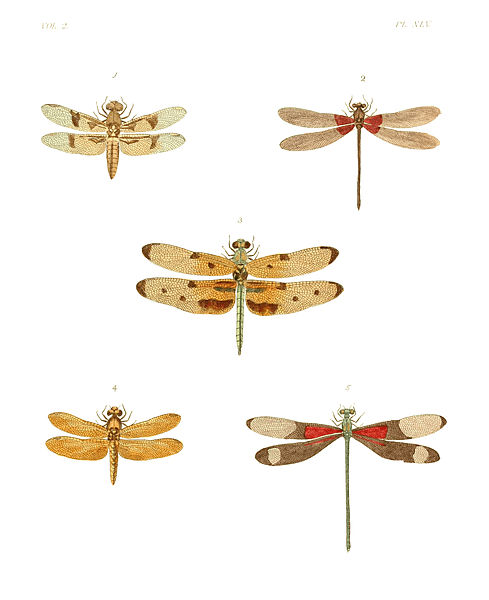 File:Illustrations of Exotic Entomology II 45.jpg