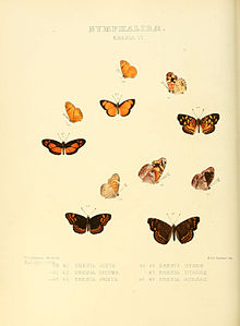 Illustrations of new species of exotic butterflies Eresia VI.jpg