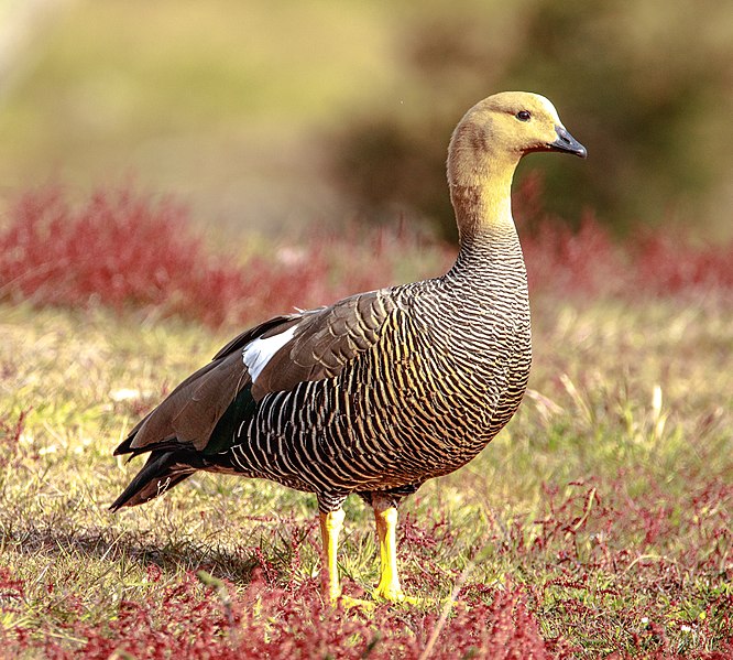 File:In & around Torres Del Paine Nat'l Park - Upland Goose (Chloephaga picta) - (25185854025).jpg