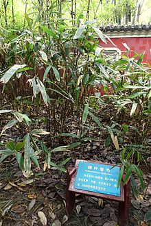 Indocalamus latifolius - Wangjianglou Parkı - Chengdu, Çin - DSC05945.jpg