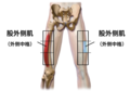 Injection Sites Intramuscular Thigh Adult zh.png