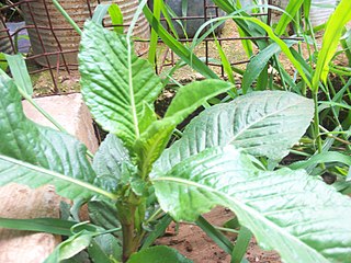 <i>Iresine angustifolia</i> Species of flowering plant