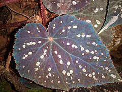 Iridescent Begonia leaf