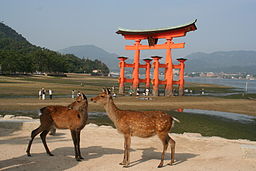 Itsukushima Torii Deer Sep08.jpg