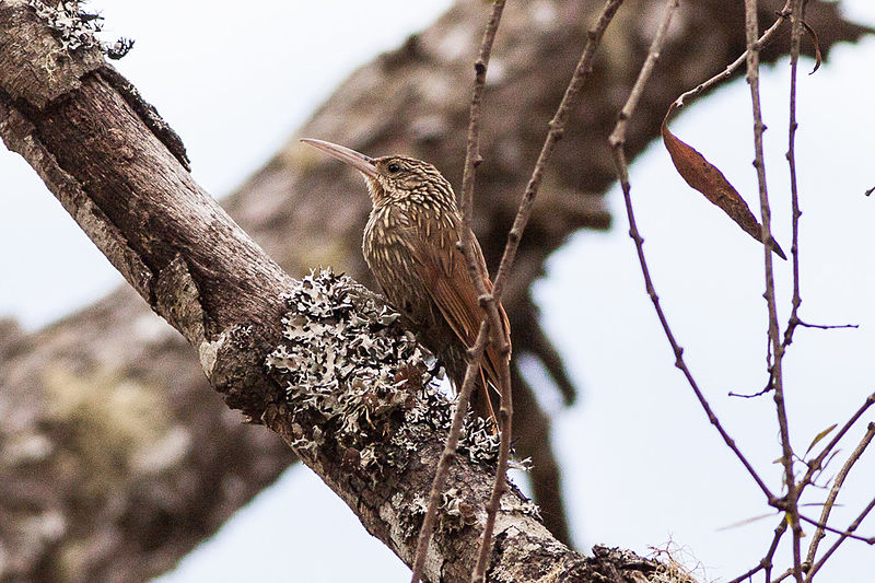 File:Ivory-billed Woodcreeper (Xiphorhynchus flavigaster) (8079387047).jpg